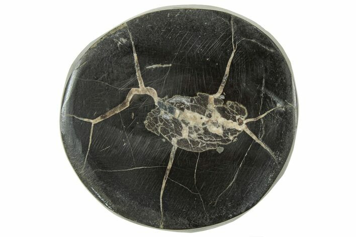 Polished Fish Coprolite (Fossil Poo) Nodule Half - Scotland #314905